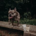 Tábua de Entrelaçar Média: Oscar o Cachorro - Image 5