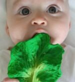 KENDALL - A Couve - Image 2