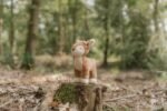 Pequena Corça de Peluche - Fairy Garden GRS - Image 6